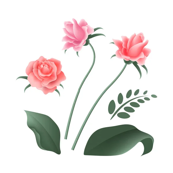 Reális Rózsa Virág Vektor Elszigetelt Fehér Háttérrel Szerelem Elem Anyának — Stock Vector