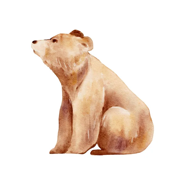 Brown Bear Watercolor Ведмідь Дикої Природи Ізольований Білому Тлі Дерев — стоковий вектор