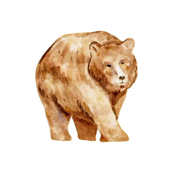 ブラウンベアー水彩 野生のクマは白い背景に隔離されています ウッドランドベア動物水彩イラスト — ストックベクタ