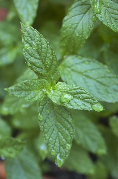 Menta — Fotografia de Stock