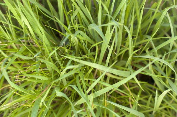 Grass — Stock Photo, Image