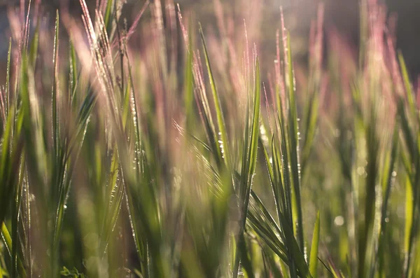 Pasto — Foto de Stock