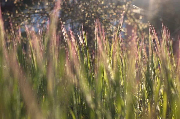 Pasto — Foto de Stock