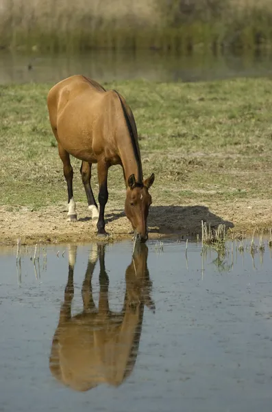 Cavalo — Fotografia de Stock