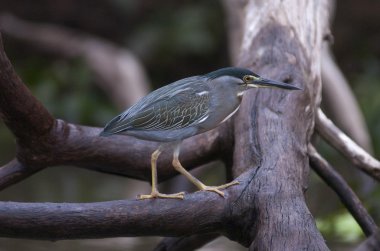 Heron, pantanal, Brezilya