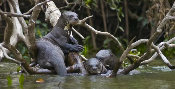 Pantanal. Brazilië. — Stockfoto