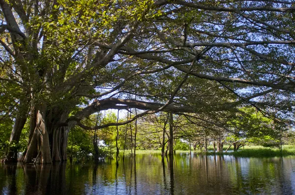 Amazon nehri. Brezilya