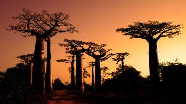 baobabs. Madagaskar