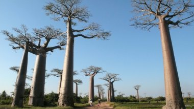 baobabs. Madagaskar