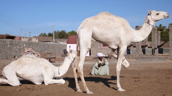 Vendedor de camellos. Egipto — Foto de Stock