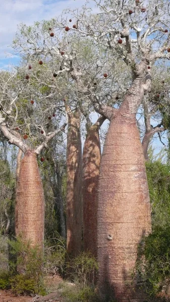 Baobab. Madagaskar — Stockfoto