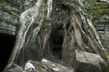 Angkor wat. Siem reap. Kamboçya