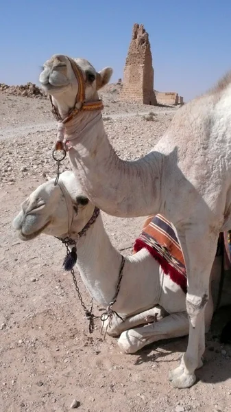 Camellos — Foto de Stock