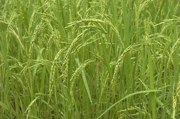 Rice field. Cambodia — Stock Photo, Image