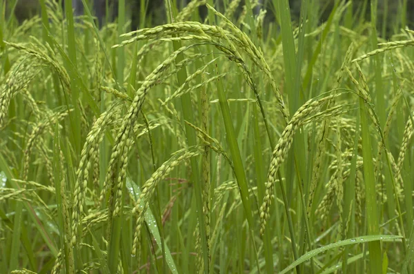 Campo de arroz. Camboja — Fotografia de Stock