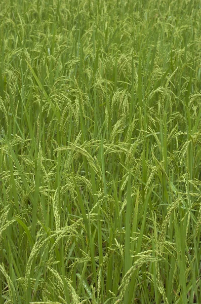 Rice field. Cambodia — Stock Photo, Image