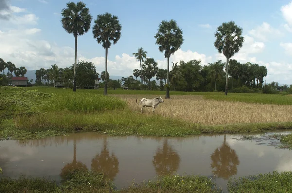 Un champ de riz. Cambodge — Photo