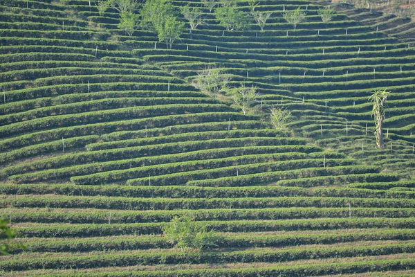 Mae Salong, Tailândia — Fotografia de Stock