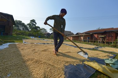Paksong, bolaven Yaylası, laos