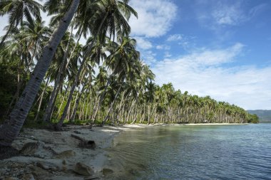 Port Barton, Palawan, Filipinler 'deki Hindistan cevizi plajı.