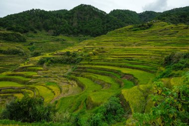 Rice terraces at Bontoc in northern Luzon, Philippines.
