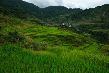 Rice terraces at Maligcong in northern Luzon, Philippines.