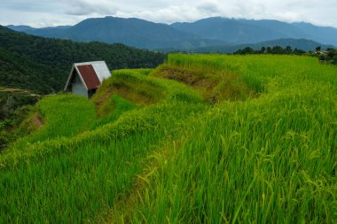 Rice terraces at Maligcong in northern Luzon, Philippines.