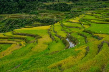 Rice terraces at Bontoc in northern Luzon, Philippines.