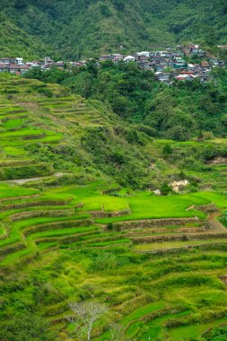 Rice terraces at Maligcong in northern Luzon, Philippines.