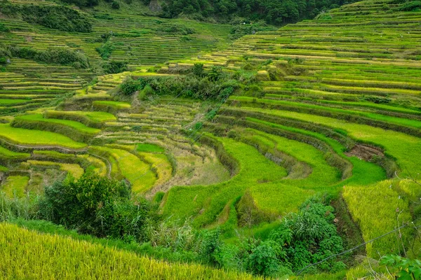 Rice Terraces Bontoc Northern Luzon Philippines — Photo