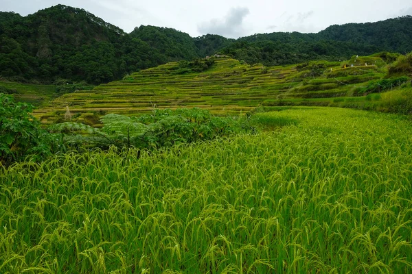 Rice Terraces Bontoc Northern Luzon Philippines — Foto de Stock