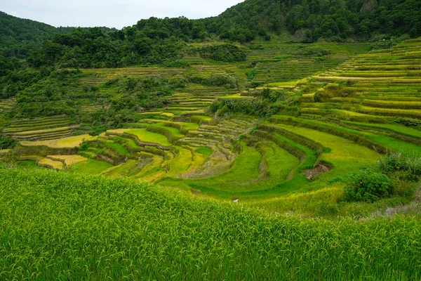 Rice Terraces Bontoc Northern Luzon Philippines — Foto de Stock