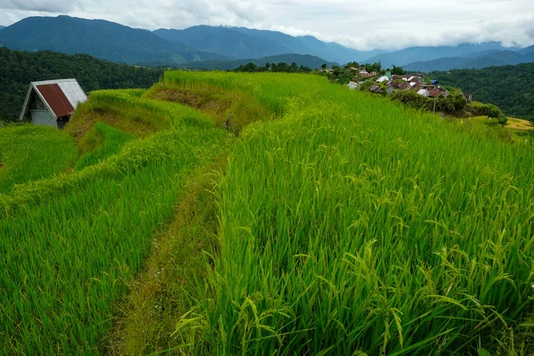 Rice Terraces Maligcong Northern Luzon Philippines — Foto de Stock