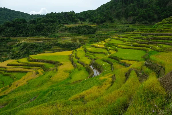 Rice Terraces Bontoc Northern Luzon Philippines — Foto de Stock