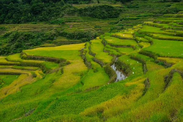 Rice Terraces Bontoc Northern Luzon Philippines — Stock Photo, Image