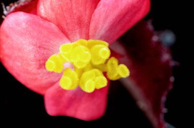 Pembe Çiçek bahçesinde closeup