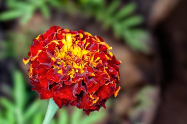 Yaklaş kadife çiçeğine