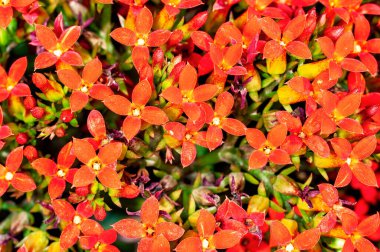 Bir demet portakal çiçeği