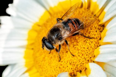 tatlı beyaz çiçek