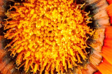 Turuncu çiçeğe yakın çekim