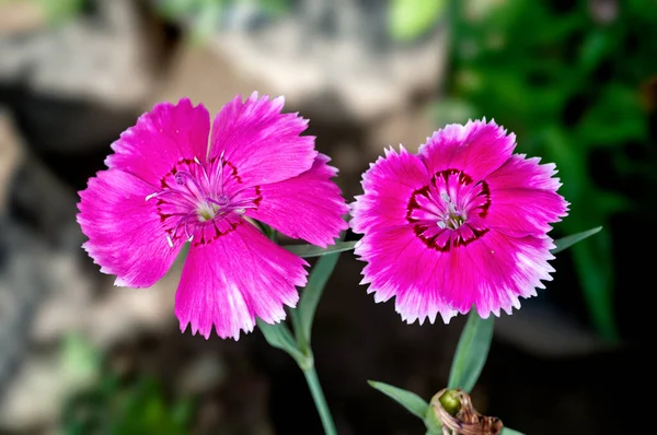 Casal Flores Rosa Jardim — Fotografia de Stock