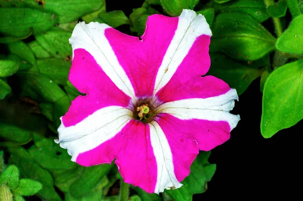 Pink Flower Having White Bars — Stock Photo, Image