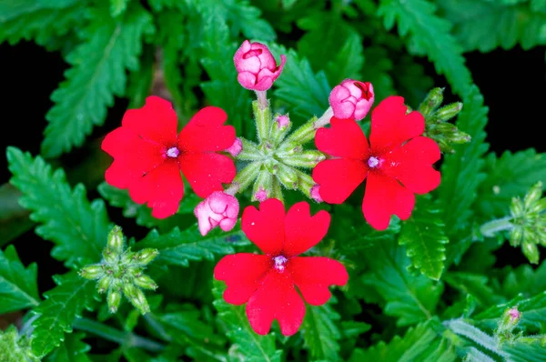 Trio Flores Vermelhas — Fotografia de Stock