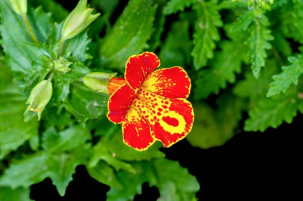 Помаранчева Квітка Зеленим Листям — стокове фото