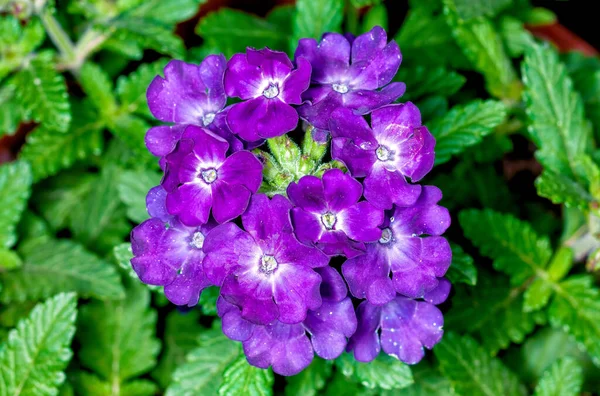 Bunch Blue Flowers Plant — Stock Photo, Image