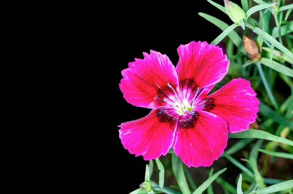 Flor Rosa Uma Fábrica — Fotografia de Stock