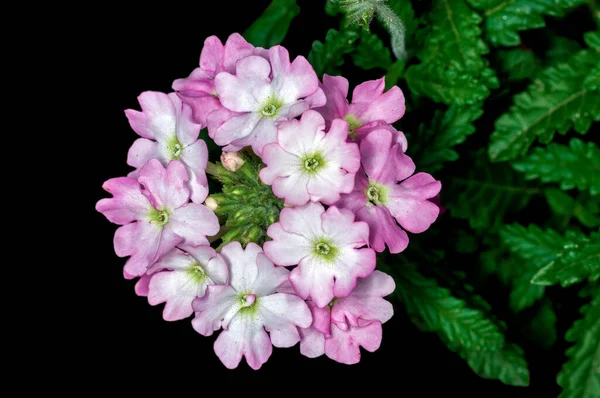 Ett Gäng Vita Blommor Växt — Stockfoto