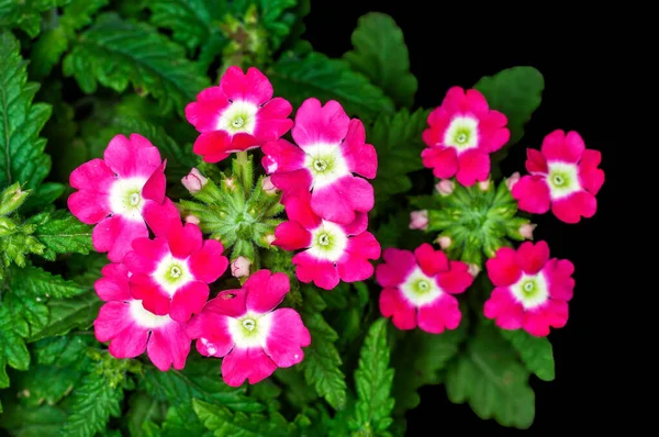 Ett Gäng Rosa Blommor Växt — Stockfoto