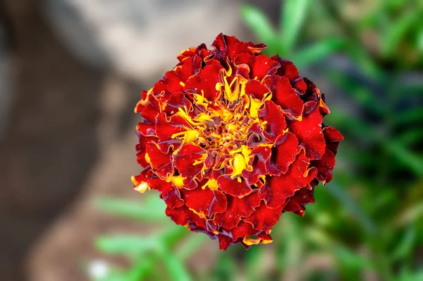 Closeup Marigold Flower — Stock Photo, Image