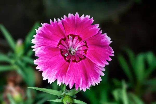 Closeup Pink Flower Plant — Stock Photo, Image